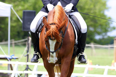 Horse standing in ranch