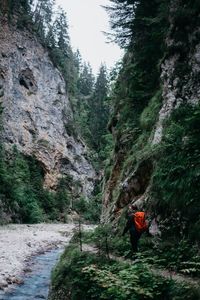 Rear view of man walking amidst trees in forest