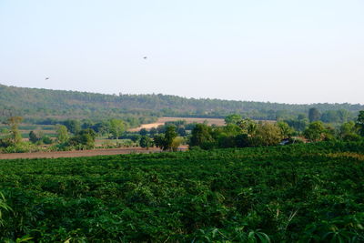 Scenic view of agricultural field against clear sky