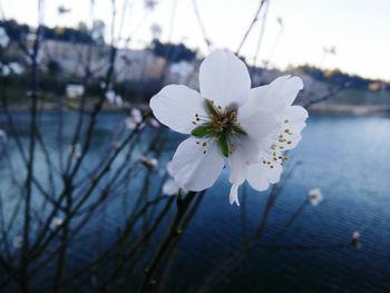 Close-up of white flowers blooming outdoors