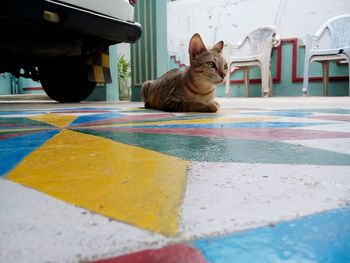 Surface level of cat sitting on colorful floor