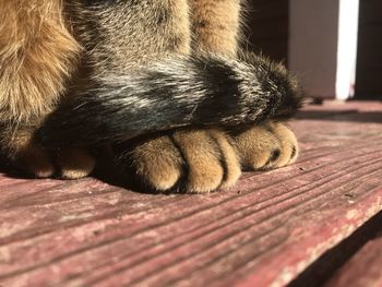 Close-up of cat