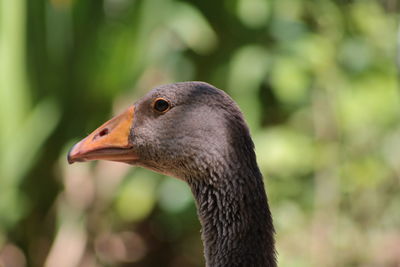 Close up of bird