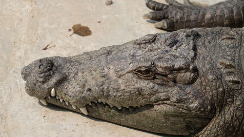 Close-up of crocodile