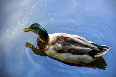 Close-up of a duck swimming in lake