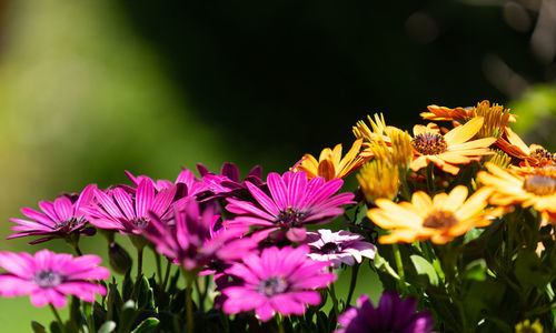 Close-up of purple flowering plants