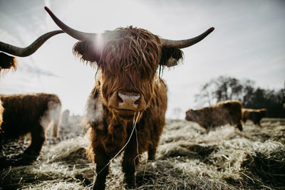 Scenic look of a scottish highland cattle looking into the camera