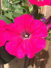 High angle view of pink flower blooming outdoors