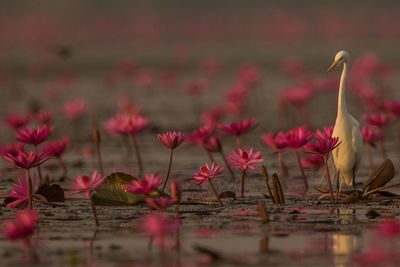 Great egret perching amidst pink lotus water lilies in lake