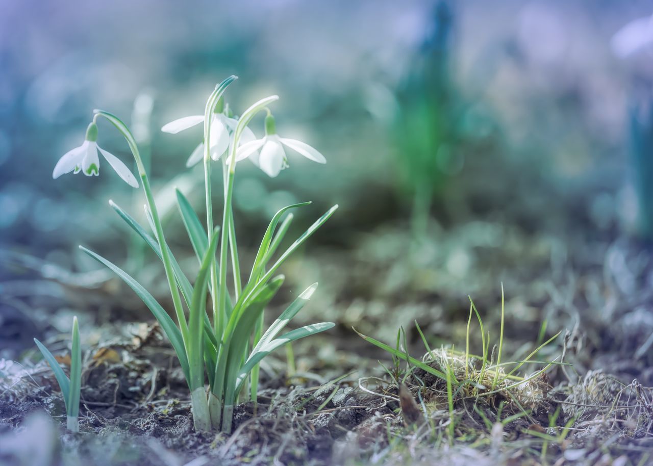 CLOSE-UP OF PLANTS GROWING ON LAND