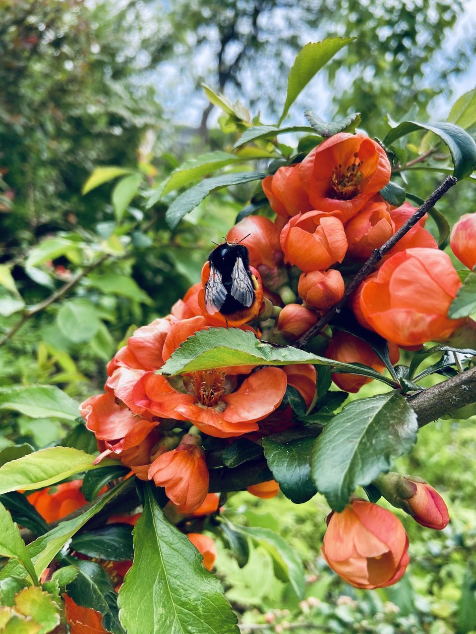 CLOSE-UP OF INSECT ON RED FLOWER