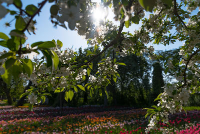 Scenic view of flowering plants and trees against sky