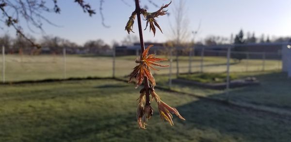 Close-up of wilted plant on field against sky