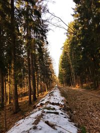 Trees in forest against sky