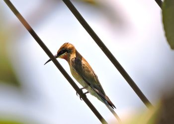 Low angle view of bird perching on branch