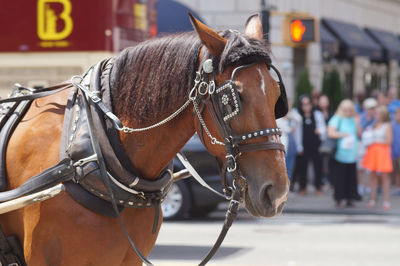 Close-up of horse in new york city street resting before taking a new trip