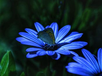 Close-up of butterfly pollinating on blue flower