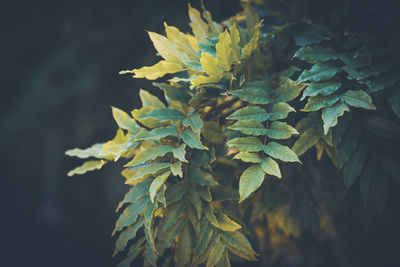 Close-up of yellow leaves against blurred background