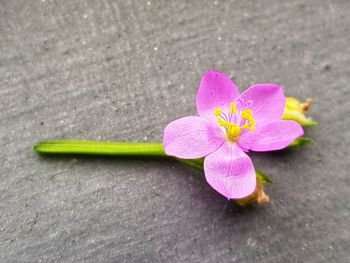 Close-up of pink flower