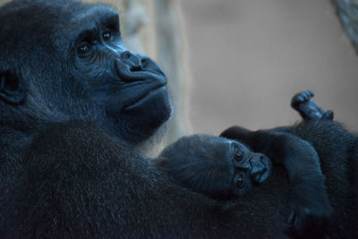 Close-up of monkey