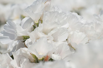 Close-up of white flowers