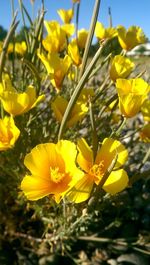 Close-up of yellow flowers