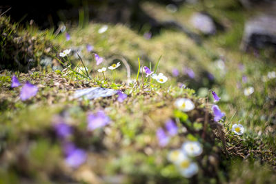 Close-up of purple flowers blooming in field