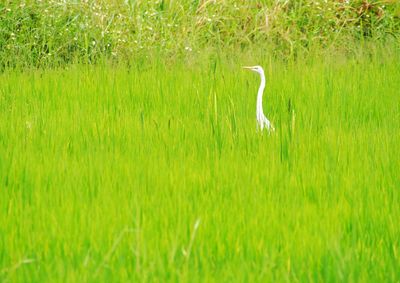 High angle view of gray heron perching on field