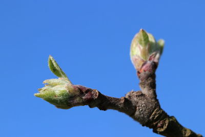 Close-up of flower buds against clear blue sky