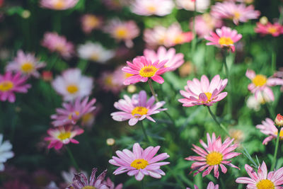 Chrysanthemum family flower garden beds,gardening