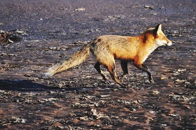 Fox standing on field