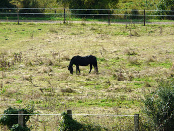 Horse grazing on field