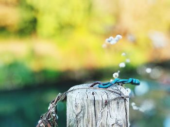 Close-up of bird perching on wooden post