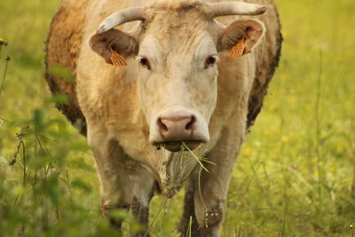 Portrait of cow on field