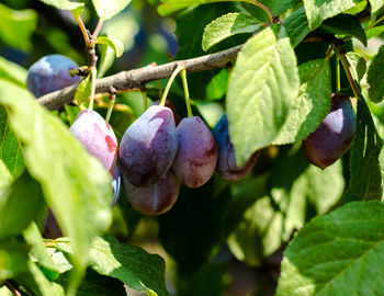 Close-up of fruits growing on plant