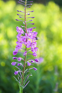 Close-up of purple flowering plant