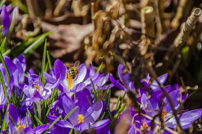 Close-up of purple flowering plants