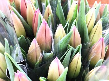 Close-up of succulent plant