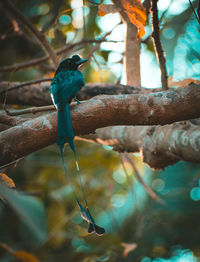 Close-up of bird perching on tree