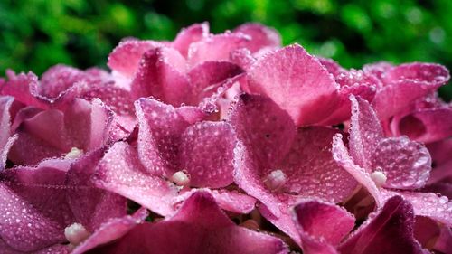 Close-up of water drops on pink flower