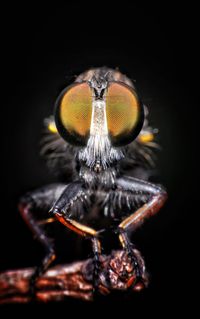 Close-up of spider