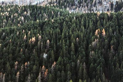 Pine trees in forest against sky