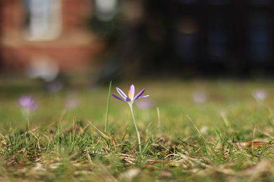 Close-up of flowering plant on land