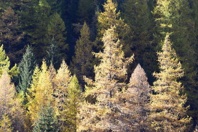 Trees in forest