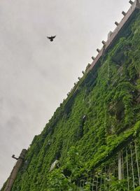 Low angle view of bird flying against sky