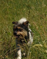 Dog looking away on field