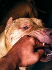 Close-up of dog lying on blanket