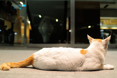 Close-up of white stray cat on footpath at night