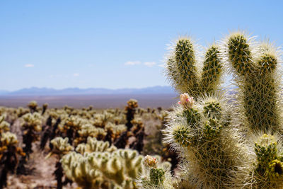 Cactus growing on field against sky