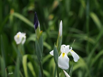 Close-up of white flowers blooming outdoors